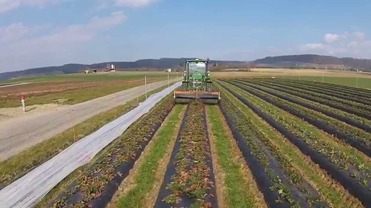 Erdbeeren bürsten
