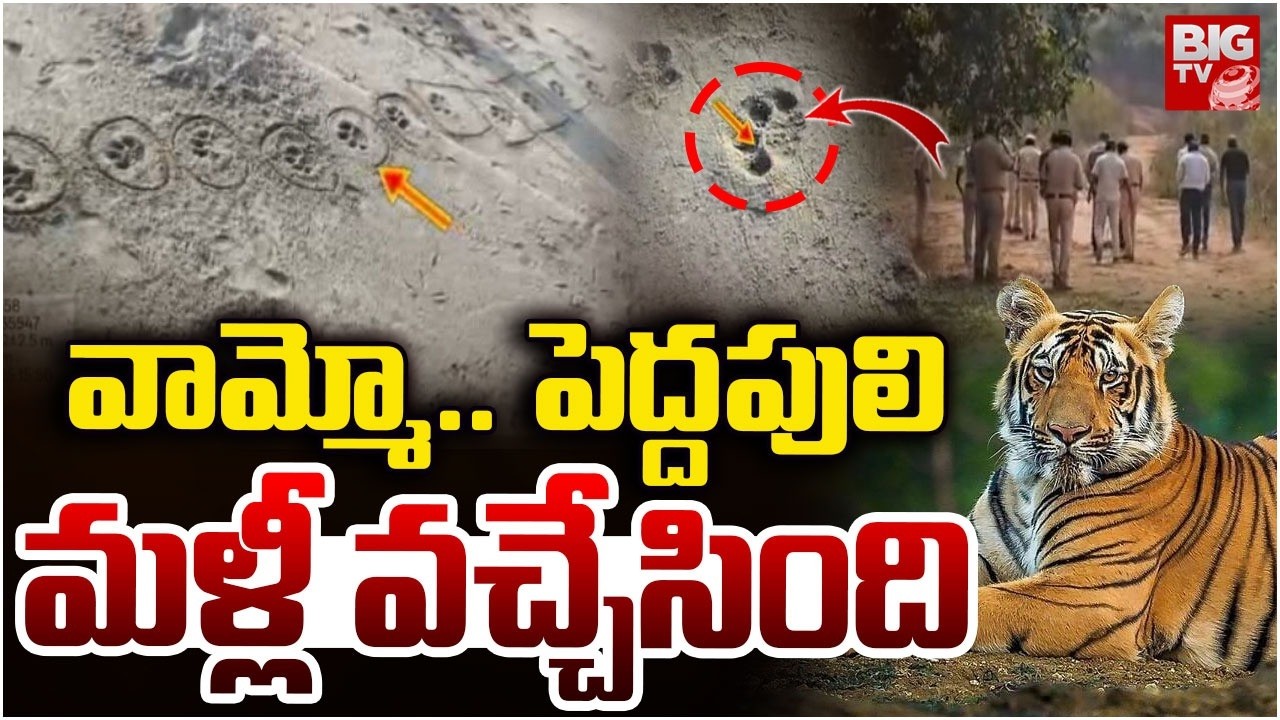 పెద్దపులి మళ్లీ వచ్చింది | Rajahmundry Tiger Latest Updates | Tiger Re Entry In Ramachandrapuram