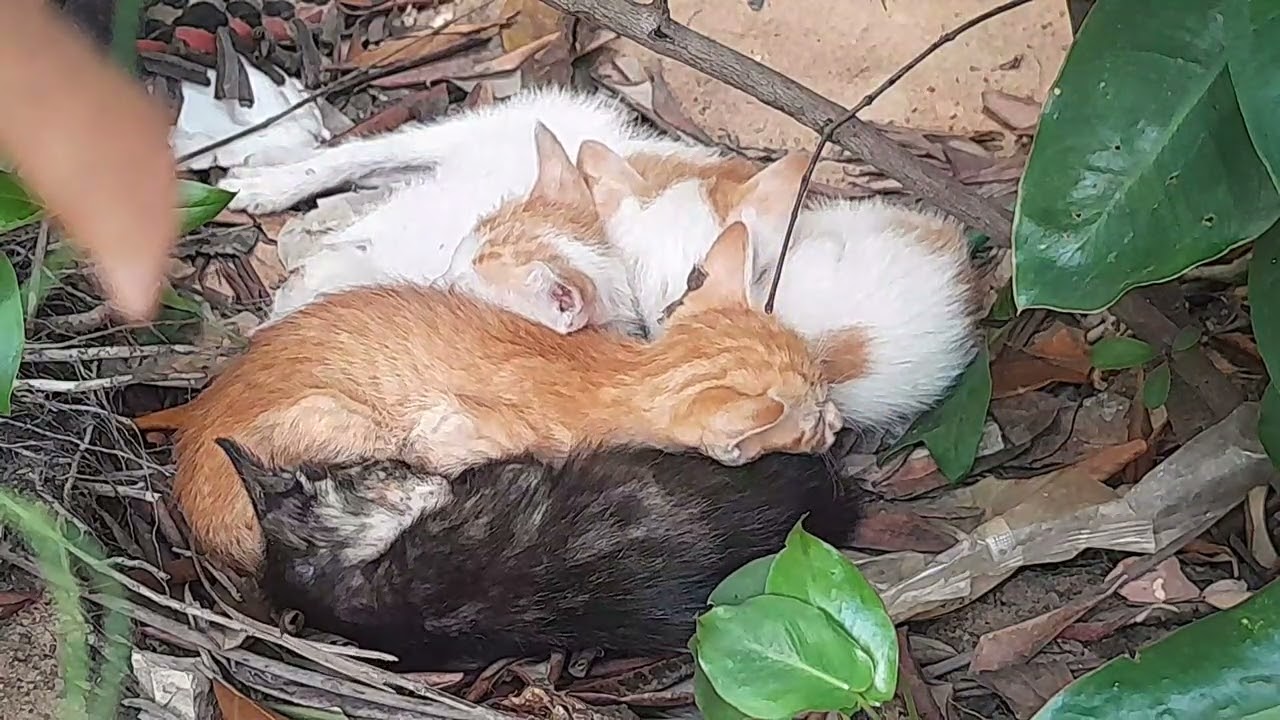 The little kittens are sleeping together wait for mom feeds milk in the pagoda 