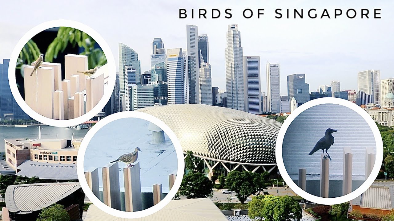Birds of Singapore 🦜 | Incredible Wildlife Seen From a City Building
