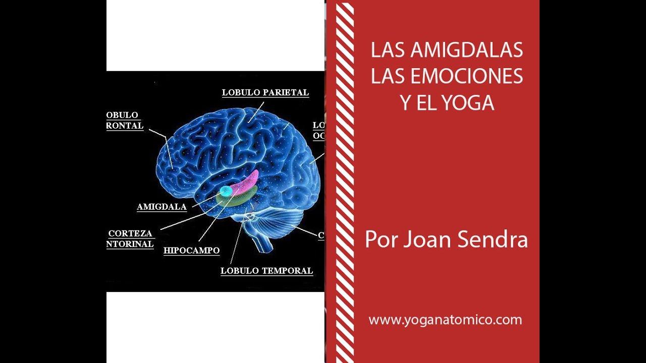 LA AMIGDALA, LAS EMOCIONES Y EL YOGA