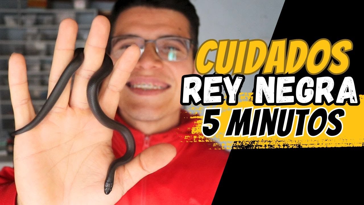 GUIA DE CUIDADOS rey negra mexicana [en 5 minutos]