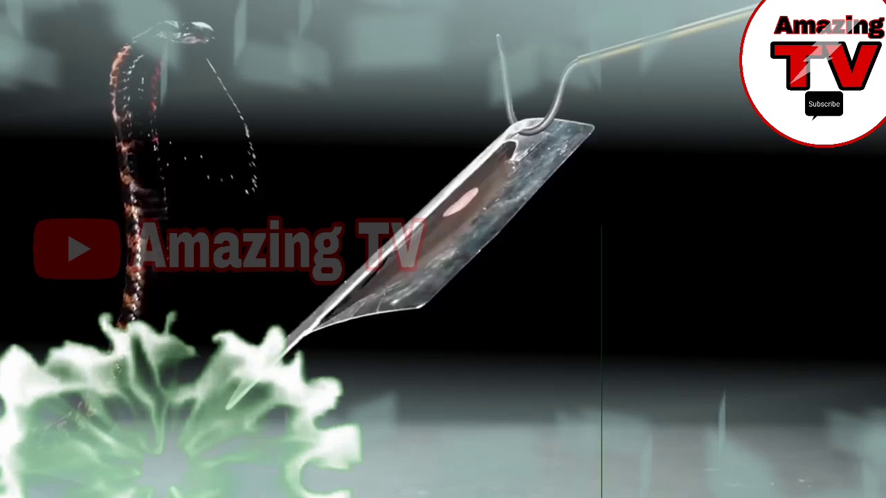 5 Amazing Scariest Snakes of the world | Amazing TV