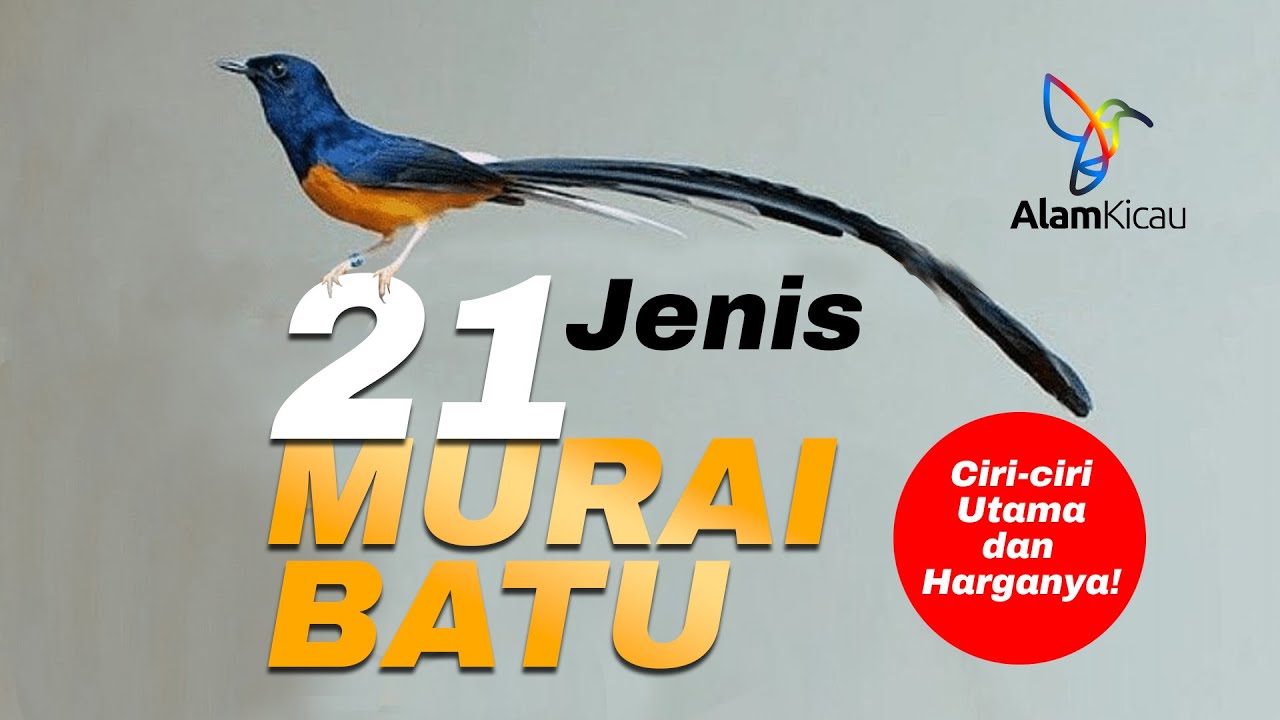 Jenis-Jenis BURUNG MURAI BATU | Ada yang harganya RATUSAN JUTA!