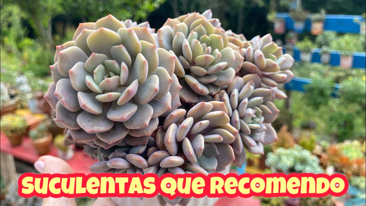 SUCULENTAS QUE EU RECOMENDO COMPRAR E VOCÊ NAO IRÁ SE DECEPCIONAR 
