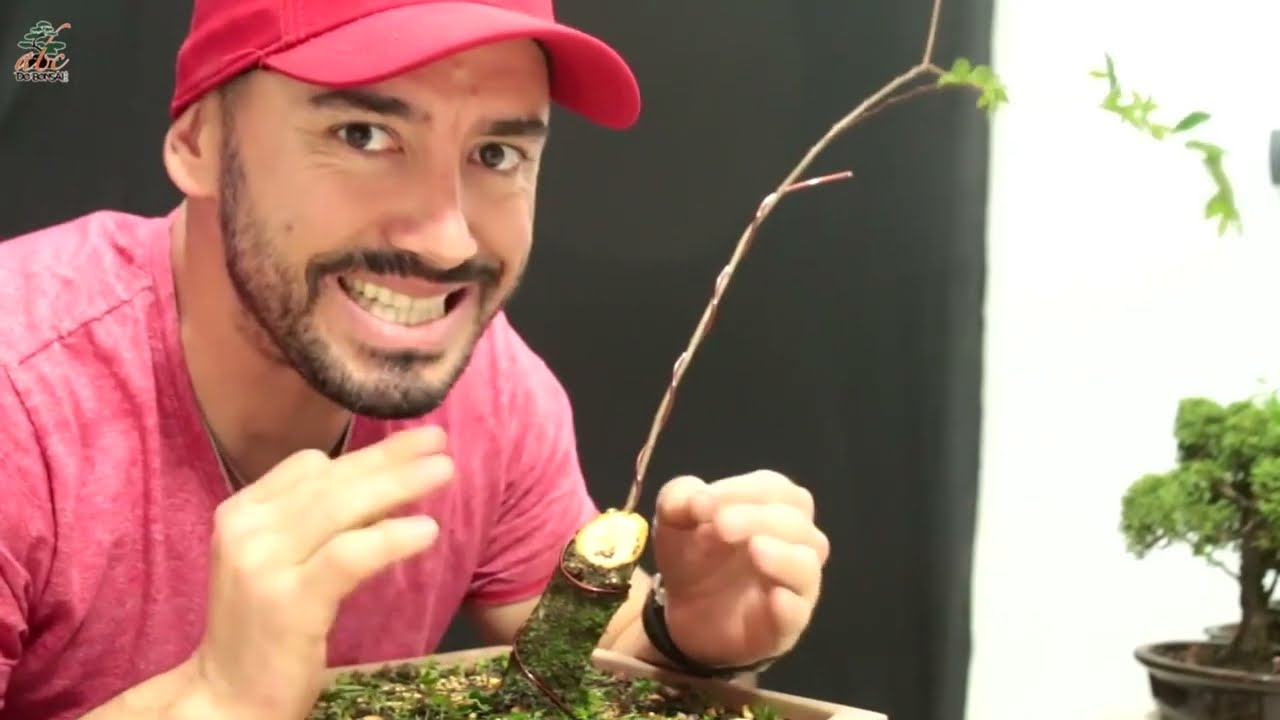 TÉCNICA AVANÇADA CRESCE E CORTA QUE ENGORDA BONSAI - LONGÃO