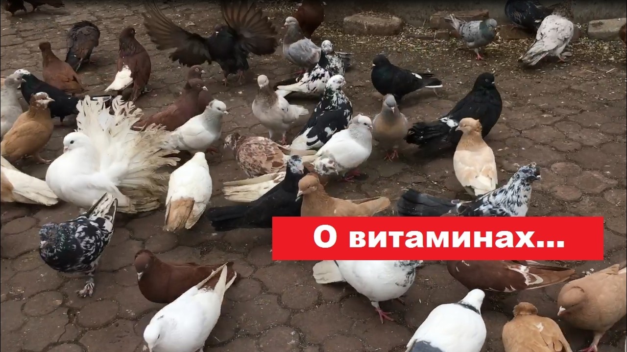Можно ли пропаивать голубей одновременно антибиотиками и витаминами?