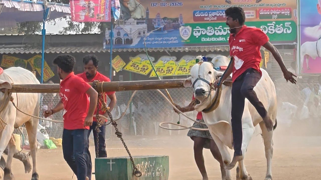 2026-రెంటచింతల.4పళ్ళు.8వ జత..KRR BULLS కొప్పుల గోవర్ధన్ రెడ్డి ప్రవలెష్ రెడ్డిగారు మేళ్లచెరువు