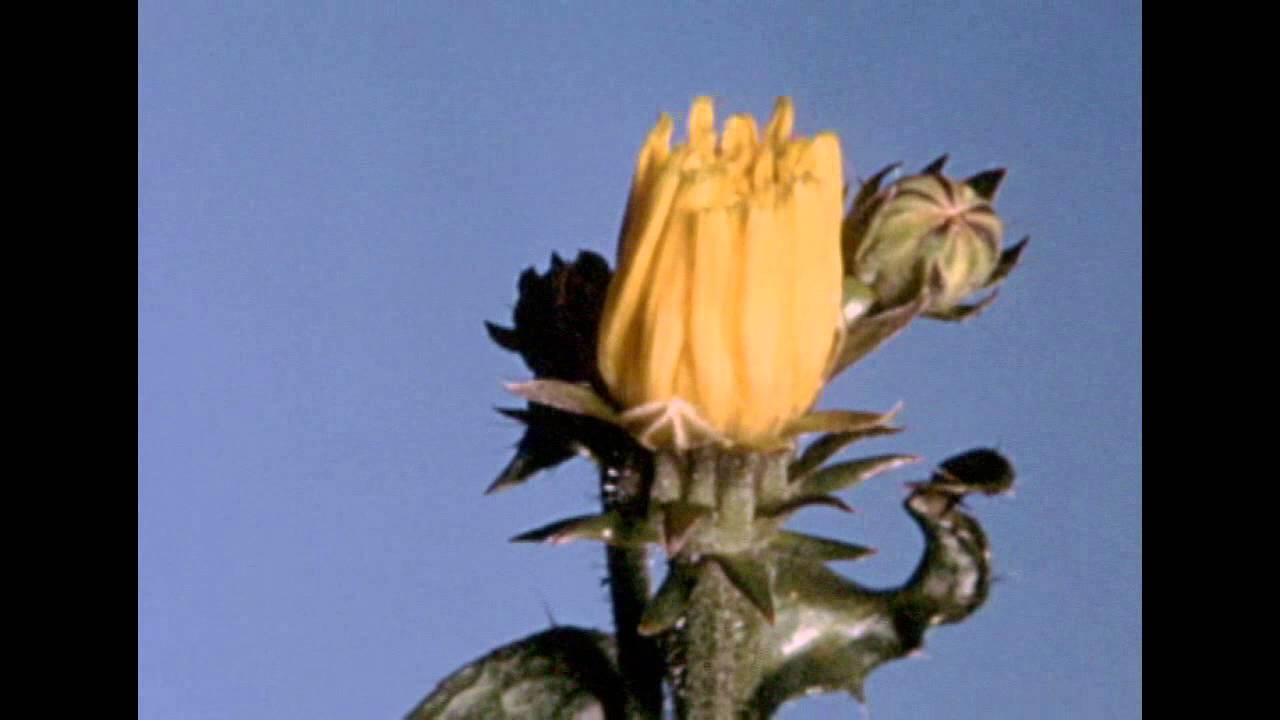 Flowers Up Close | Botanical Timelapse