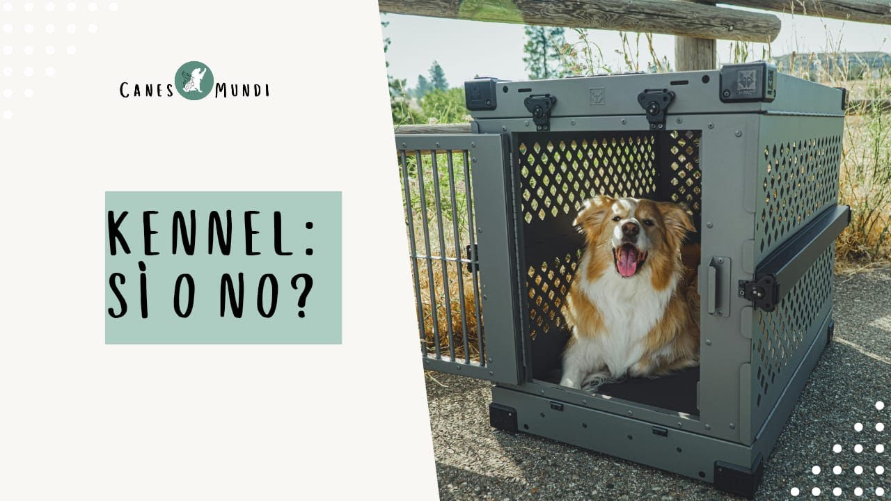 Kennel Sì o Kennel No? - Ecco Come Stanno DAVVERO Le Cose
