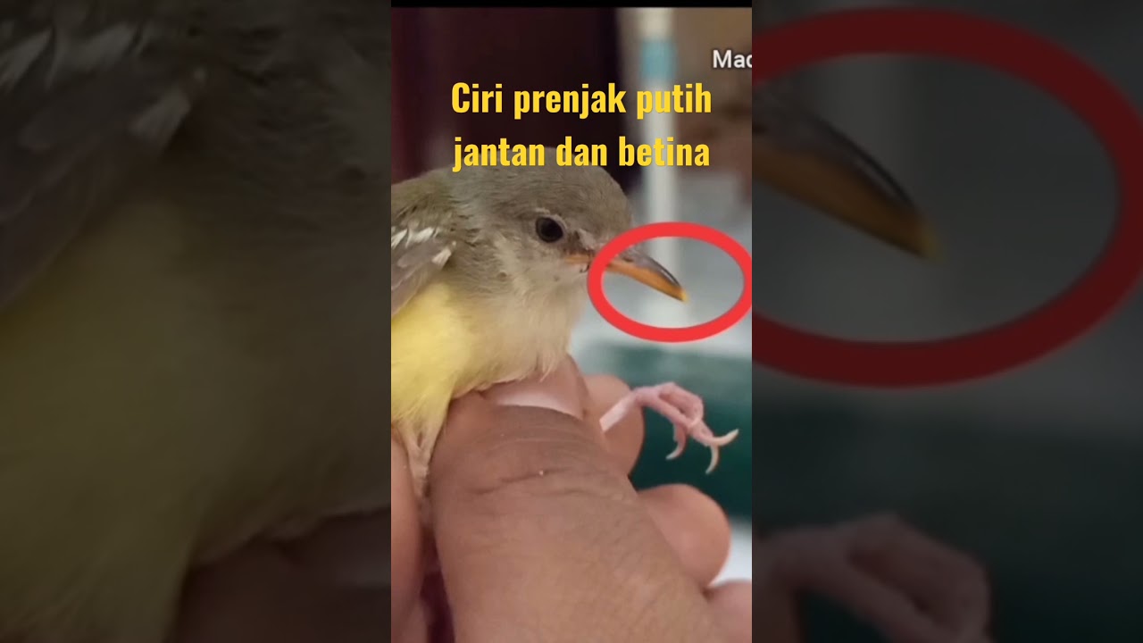 Ciri prenjak putih jantan dan betina