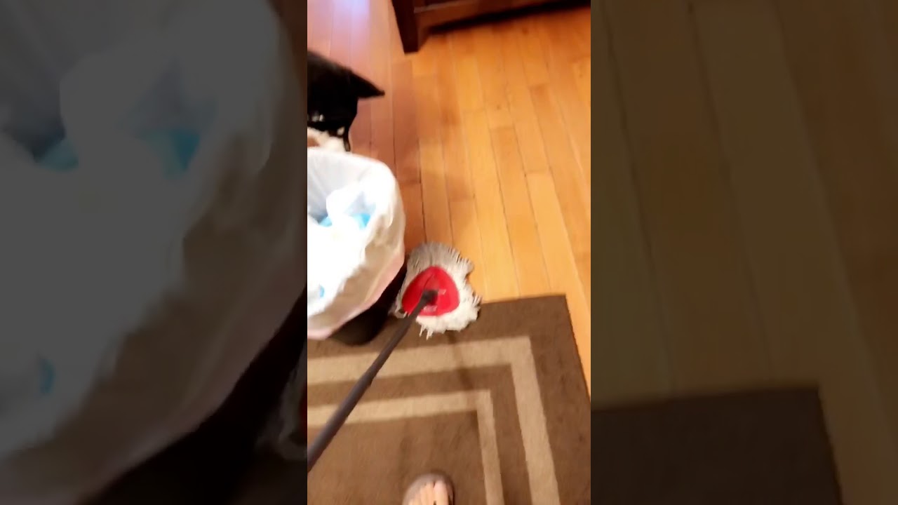 Loki The Malamute Meets Again With His Enemy the Mop