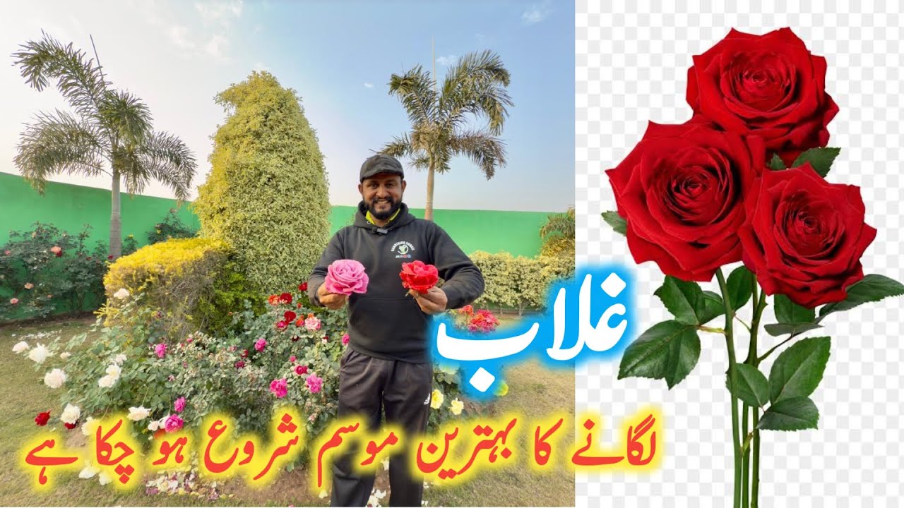 The Fastest Way to Propagate Roses | Rose Gardening Ideas |  December is Ideal for Planting Roses
