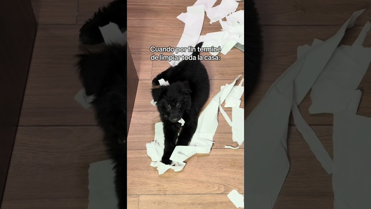 Mi perro cuando termino de limpiar la casa: