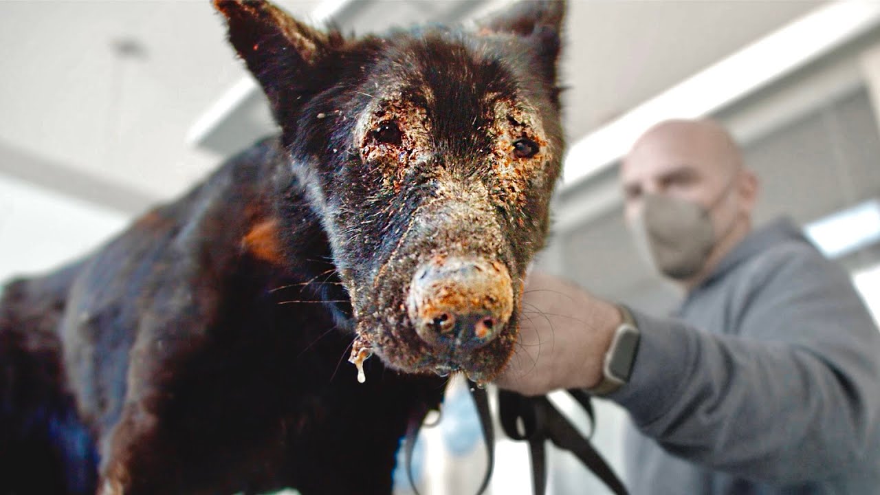 El perro que llevó a un país a las lágrimas… ¡de alegría!