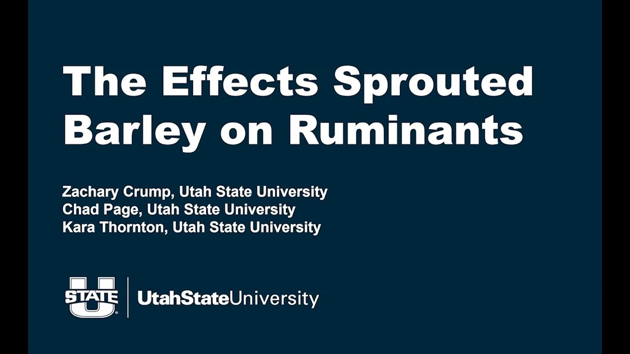 The Effects of Sprouted Barley on Ruminants