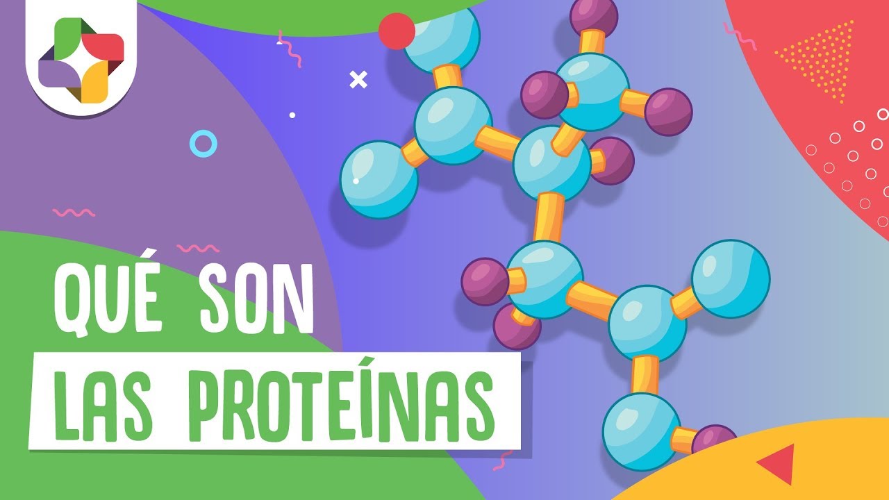 Qué son las proteínas - Educatina