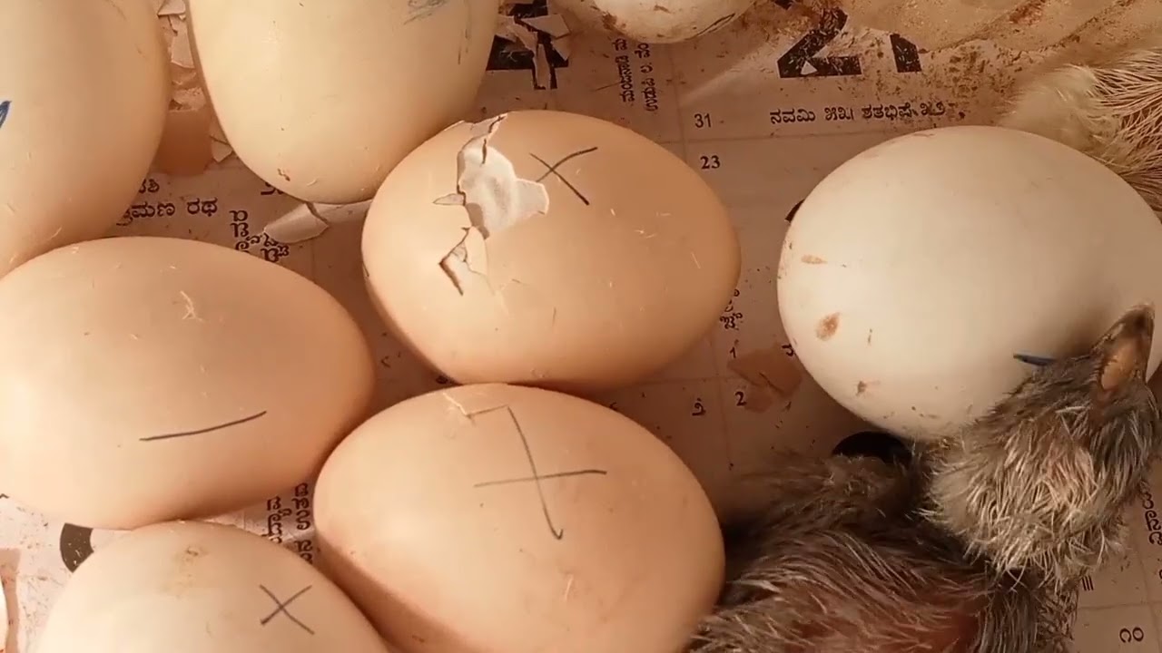Home Made Incubator Chick's 🐣🐥🐣 🐥