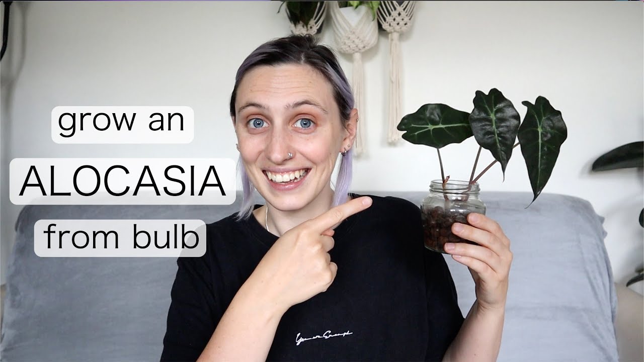 GROWING ALOCASIA POLLY FROM CORMS