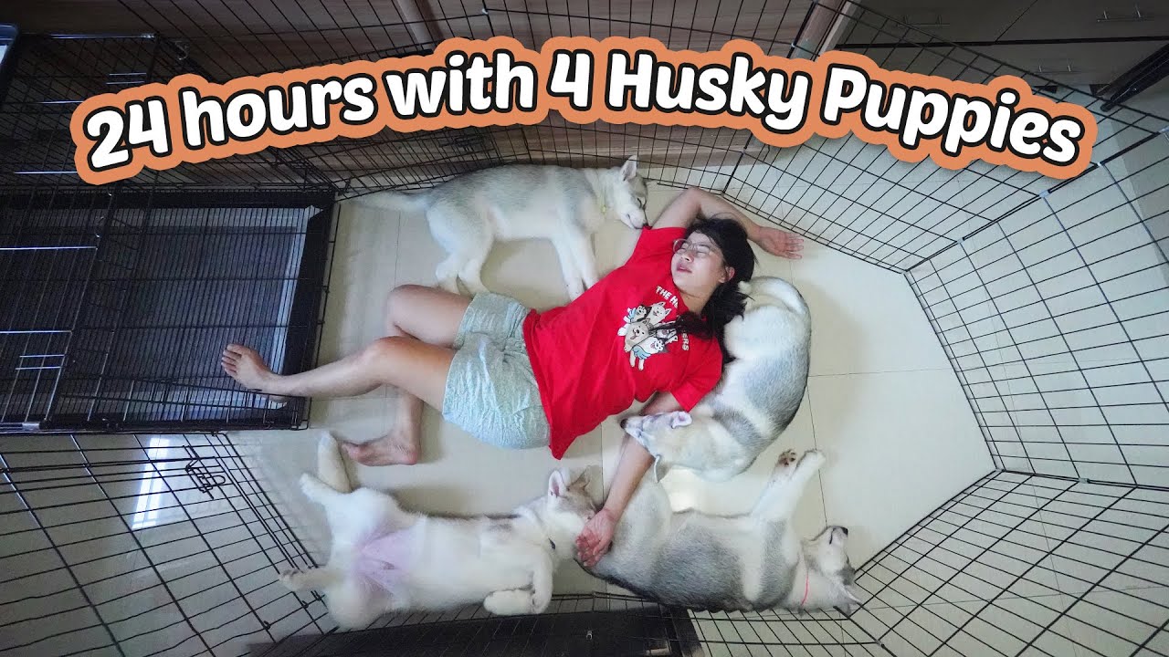Full 24 Hours with 4 Husky Puppies (Daily Routine)