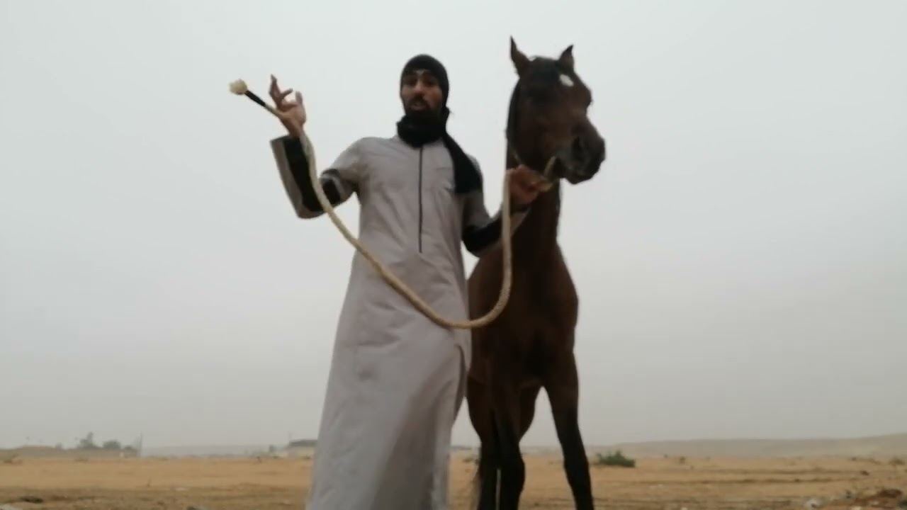 اختبارات كسب الثقة مع الخيل او توضيح مدى تحكمك بها لها أكثر مما تتصور