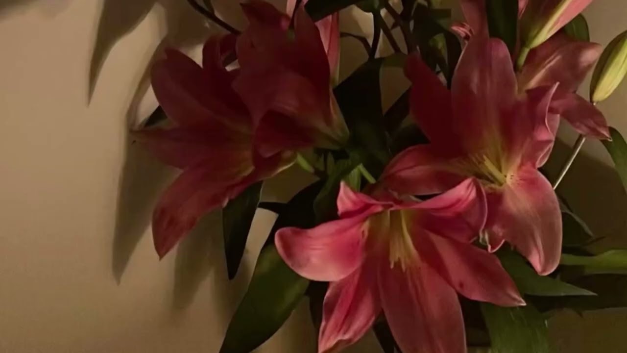 تِلاوة خاشعه لسورة الزُّمر | أحمد المزجاجي