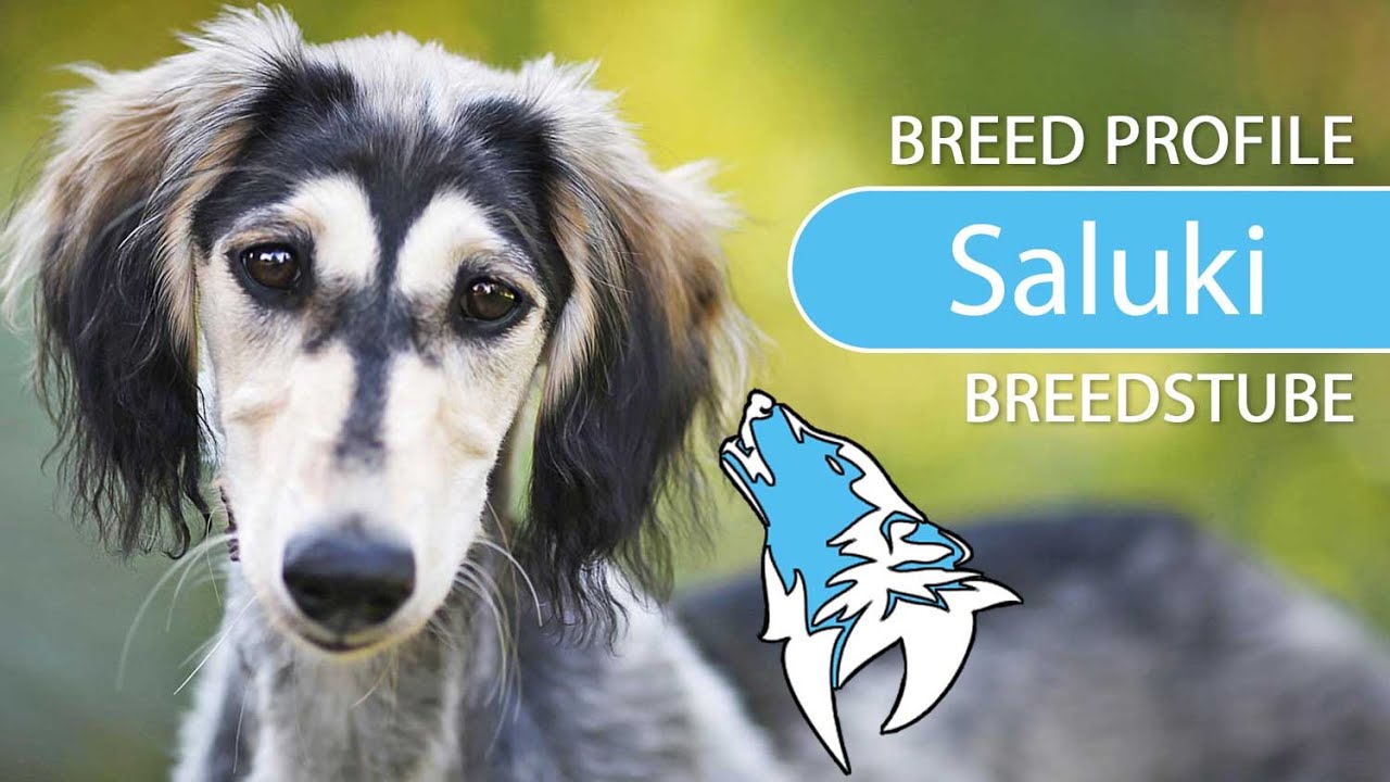 ► Saluki Breed [2020] Temperament & Training
