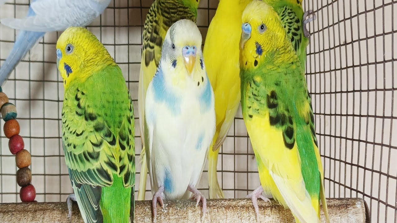 12 Hours of Happy Parakeet Sounds 🐦🎶 | Comforting Chirps for Your Sad & Lonely Budgies