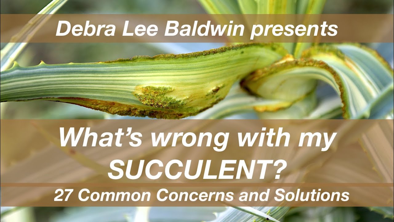 What's Wrong with My Succulent? 27 Common Concerns and Solutions  #succulentpests #succulentproblems