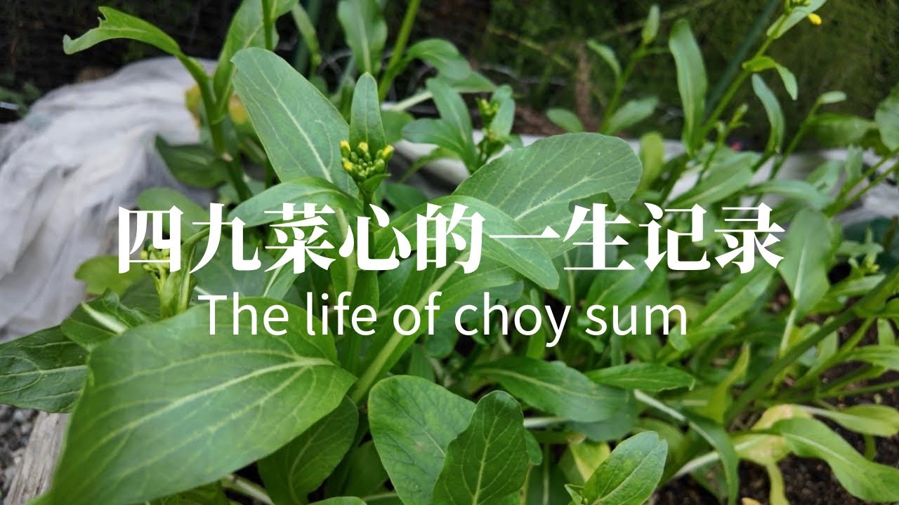 四九菜心种植记录｜从播种到收获！