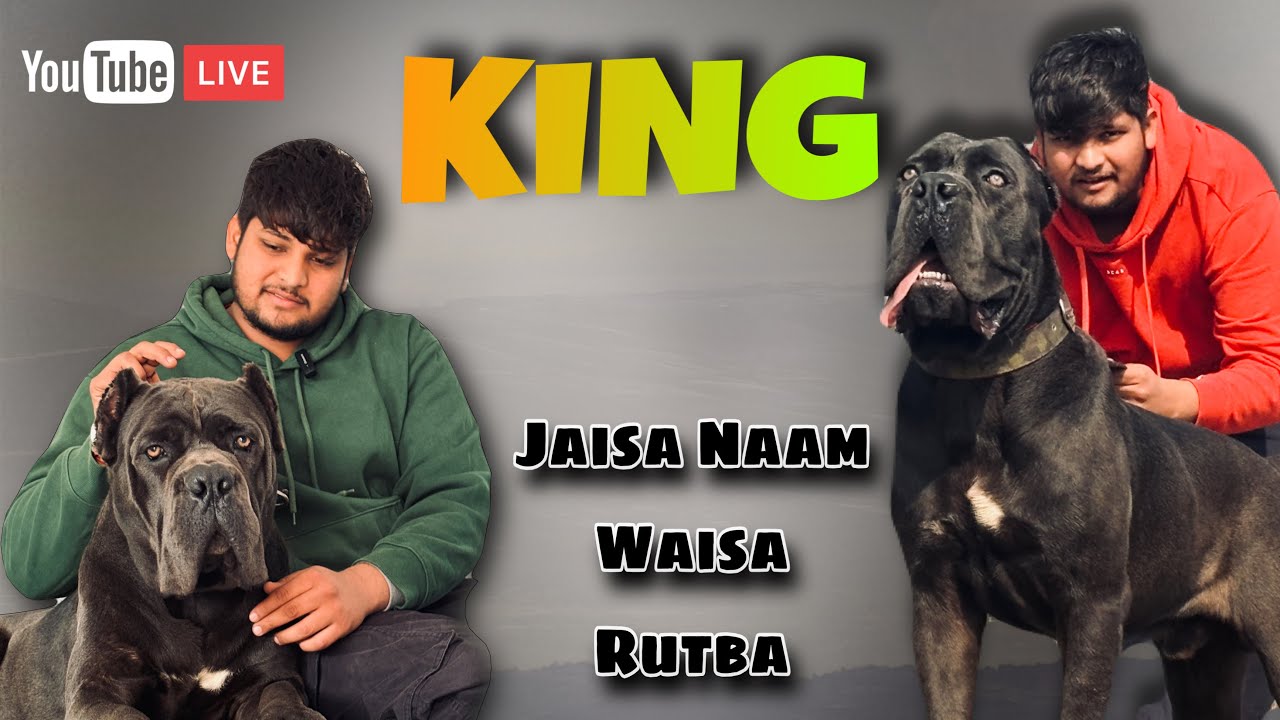 Big Blast 💥 | Kennel KING 👑 BEST CANE CORSO BLUE | Jaisa Naam Waisa Rutba | Kennel KING 👑 | Haryana 