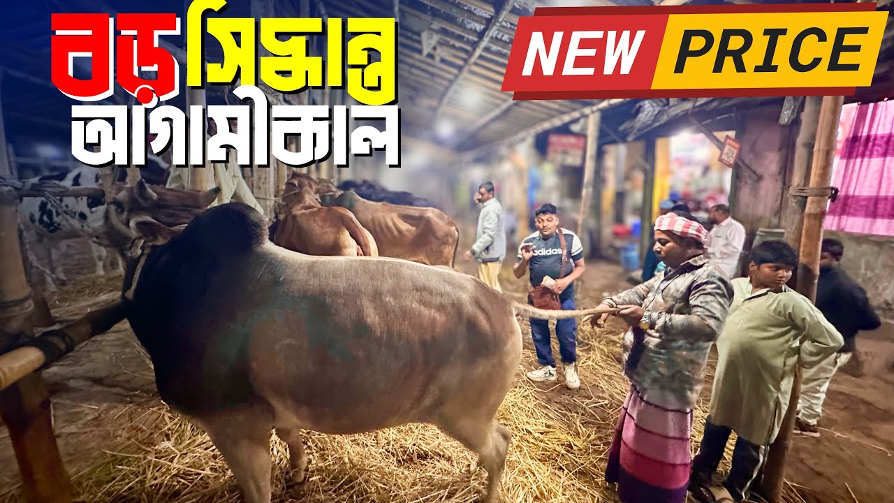 গাবতলী হাটে আকরাম ভাইয়ের ৫ গরুর চমক! মাংস ৮০০ টাকা ঘোষণা 🔥 | Gabtoli Cattle Market 2026