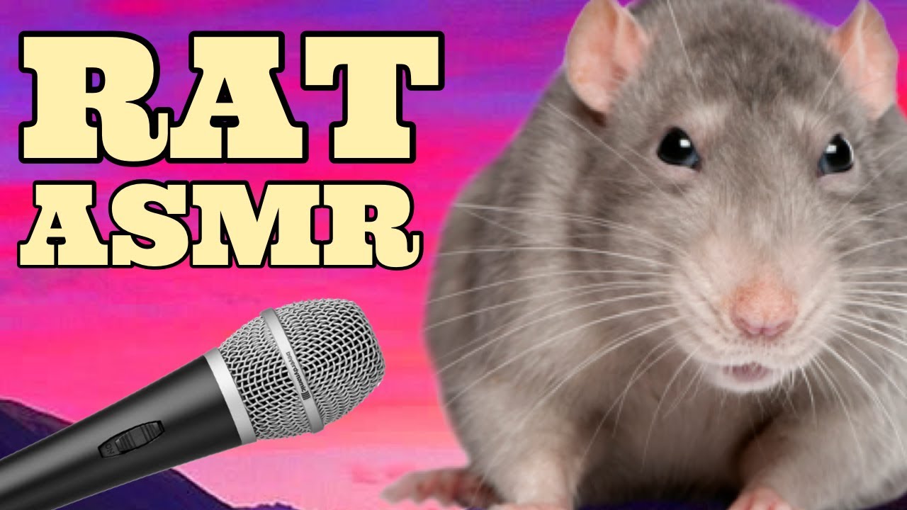 RAT ASMR (Cheerios & Bubblewrap)