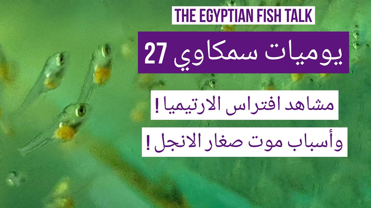 يوميات سمكاوي 27 - مشاهد افتراس الارتيميا واسباب موت صغار الانجل !