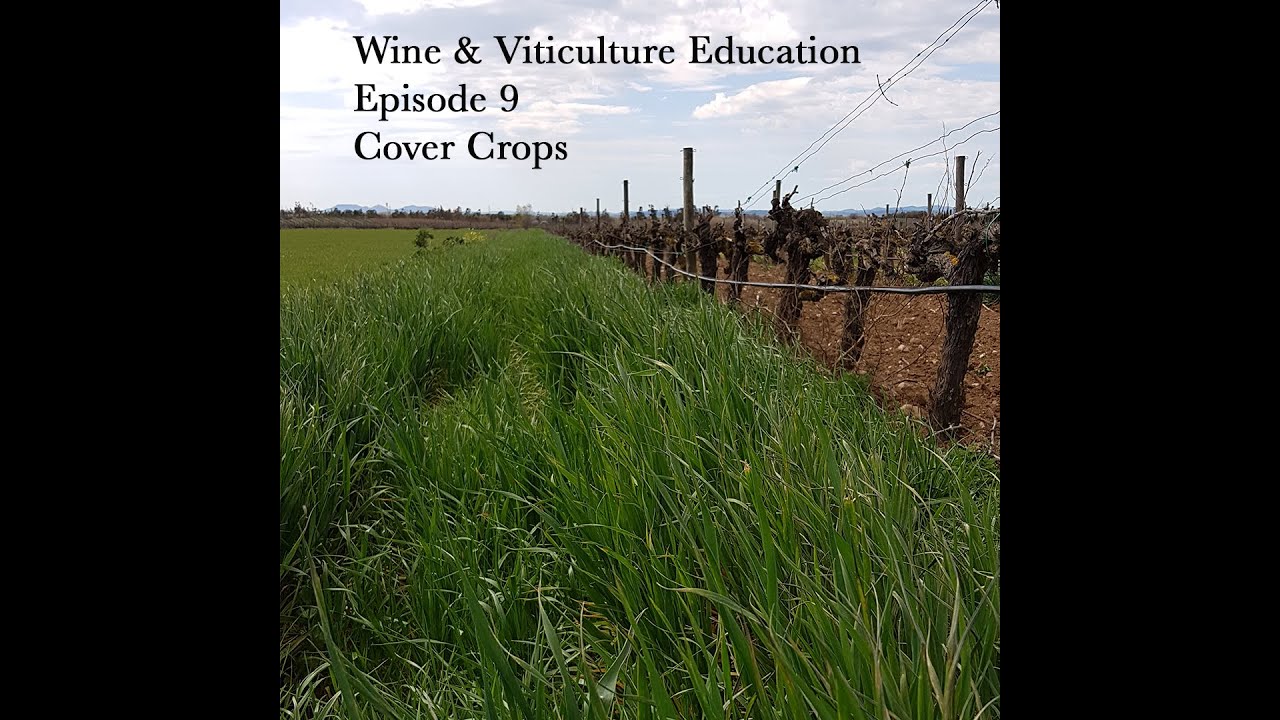 Wine & Viticulture Education episode 9: Cover Crops