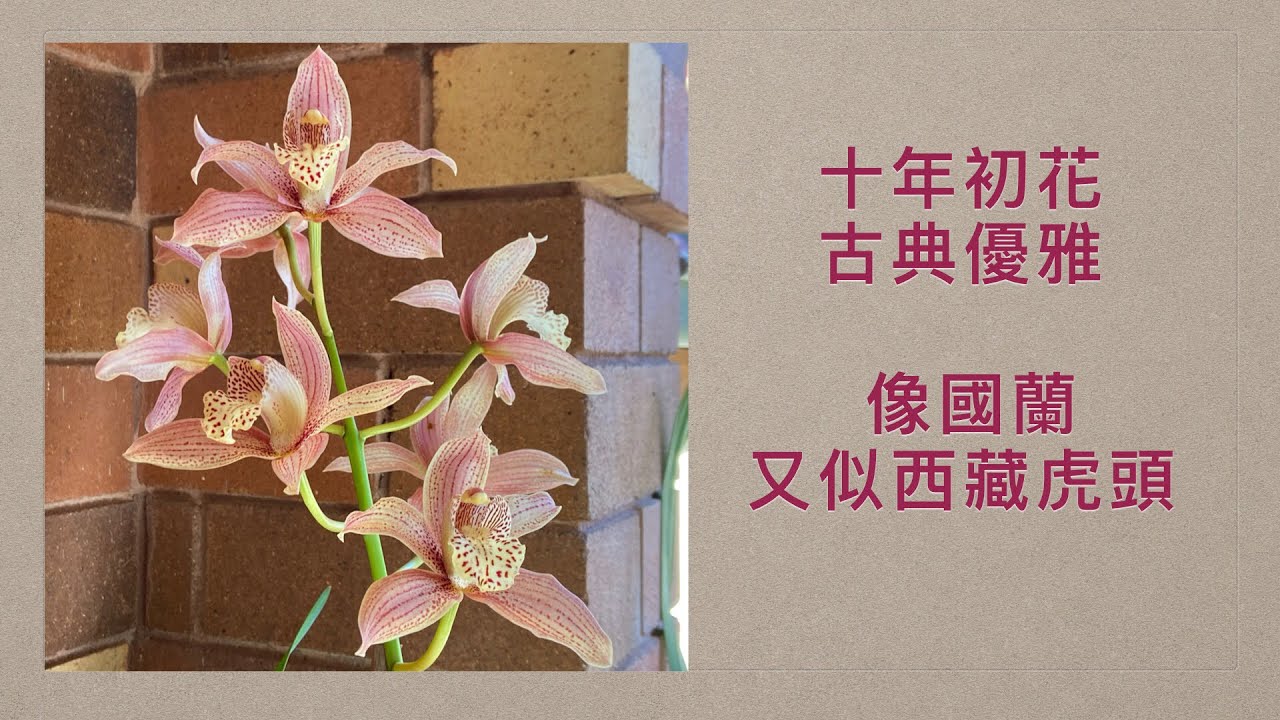 2324 十年初花古典優雅 像國蘭又似西藏虎頭 Cymbidium Bennett Poei orchid？
