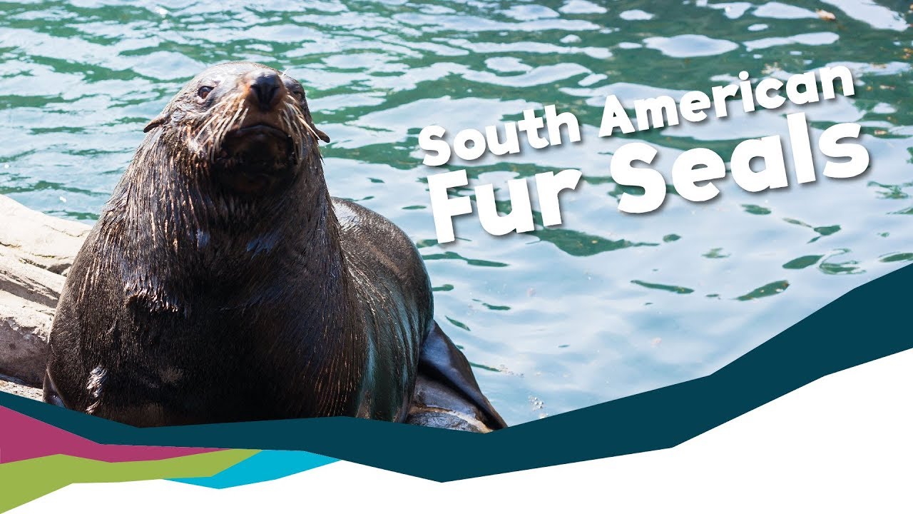 South American Fur Seals - They're related to bears!!! [Living Coasts]