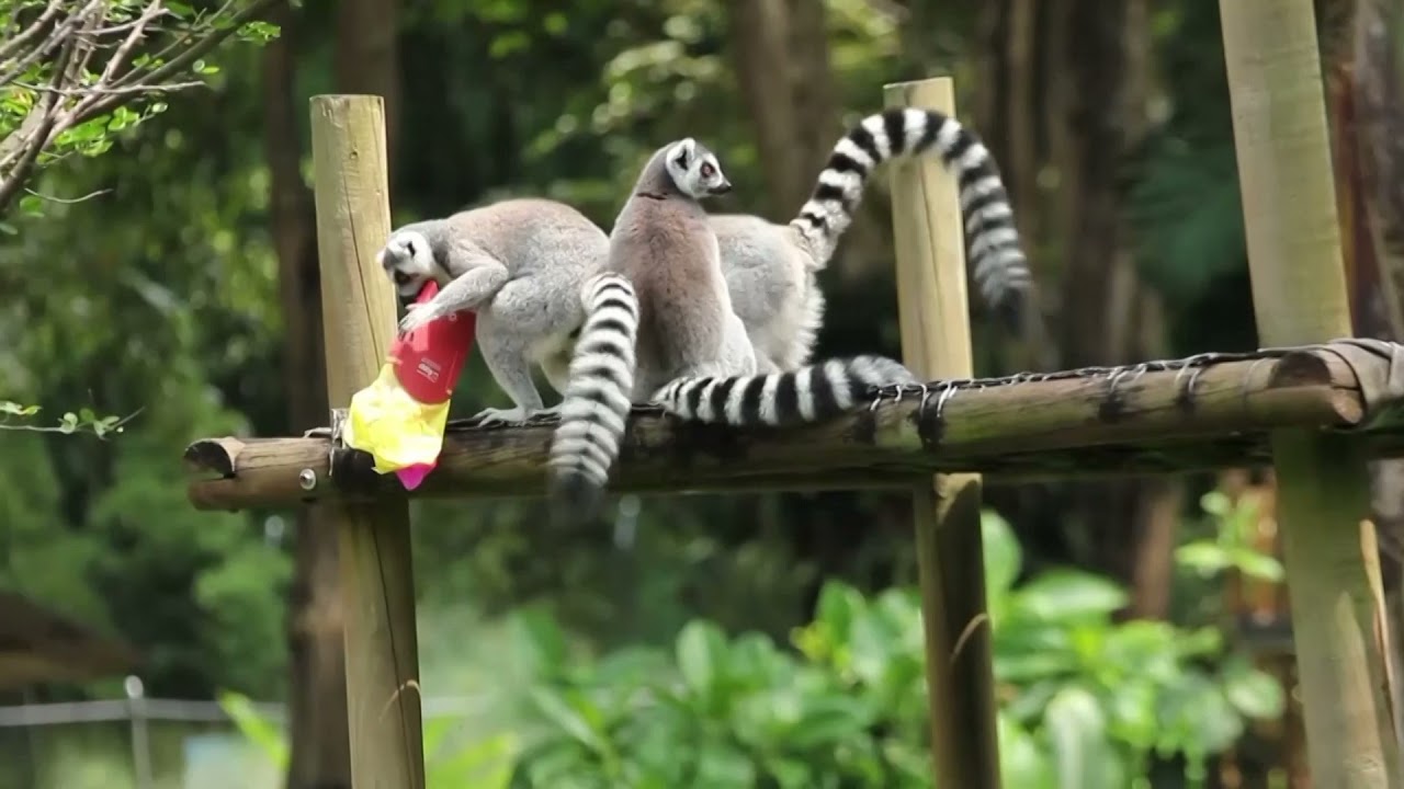 Cali zoo animals tear open Christmas gifts
