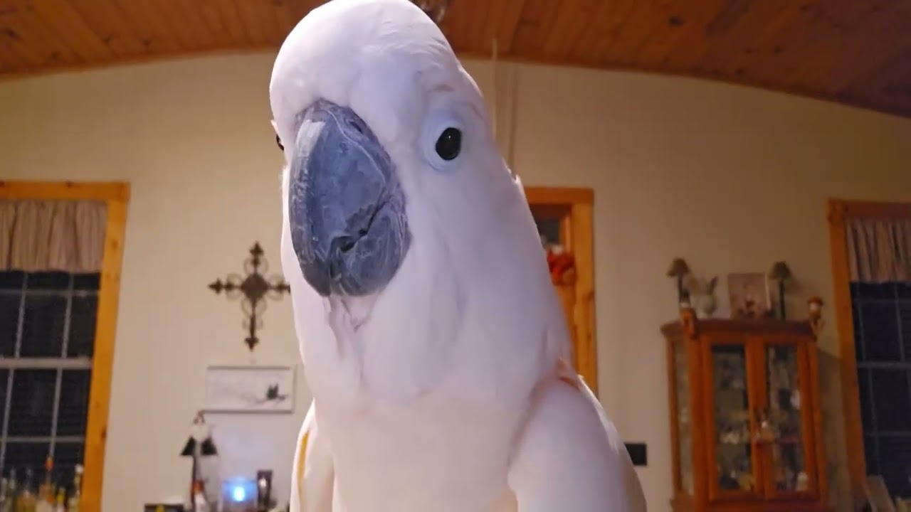 A Crazy Cockatoo Morning 🌄 