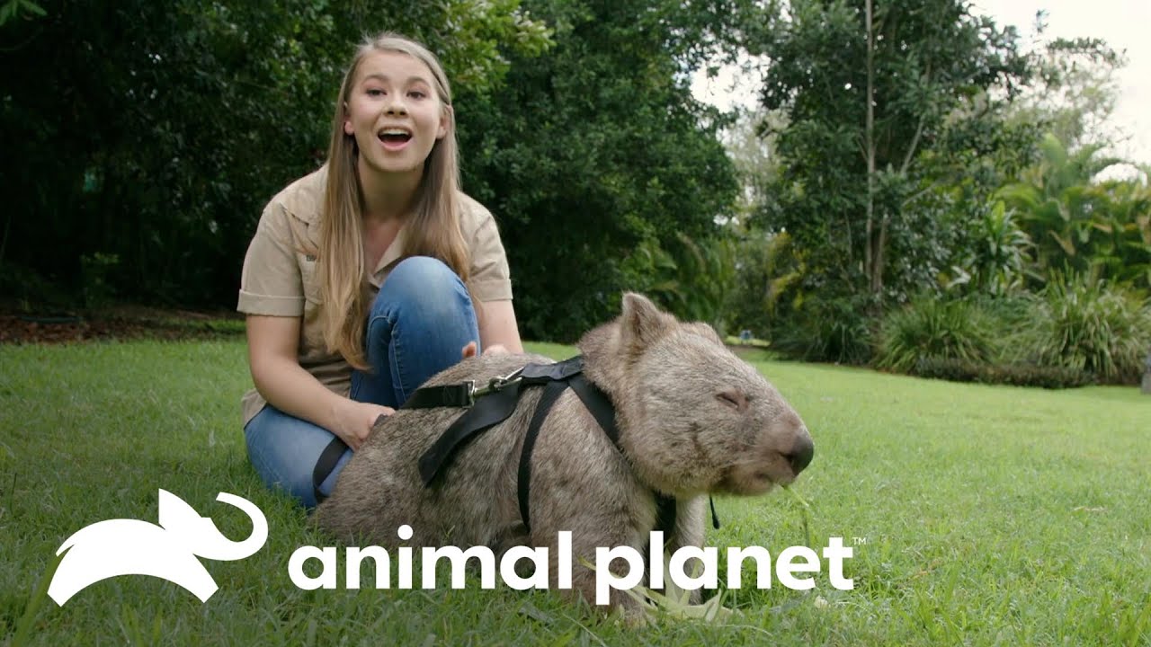 Marsupial vombate está grávido | A Família Irwin | Animal Planet Brasil