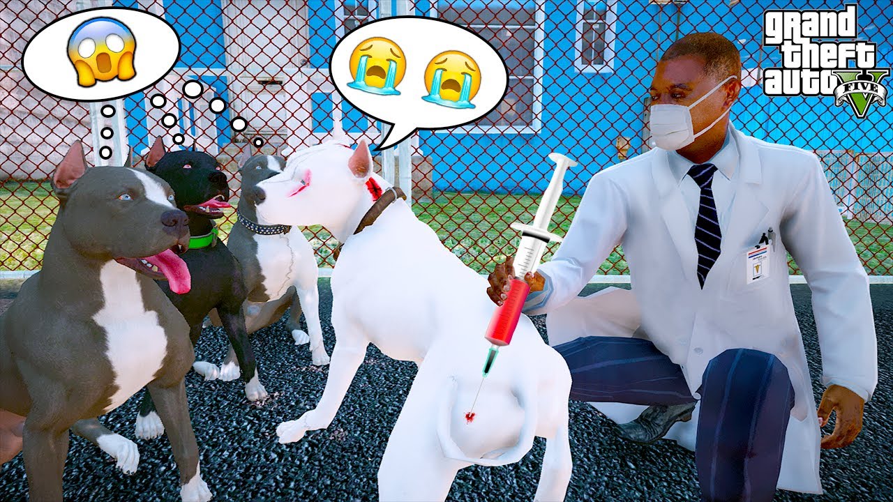 BEYAZ PİTBULL JACK'İN KOMİK İĞNE KORKUSU!😂 - GTA 5