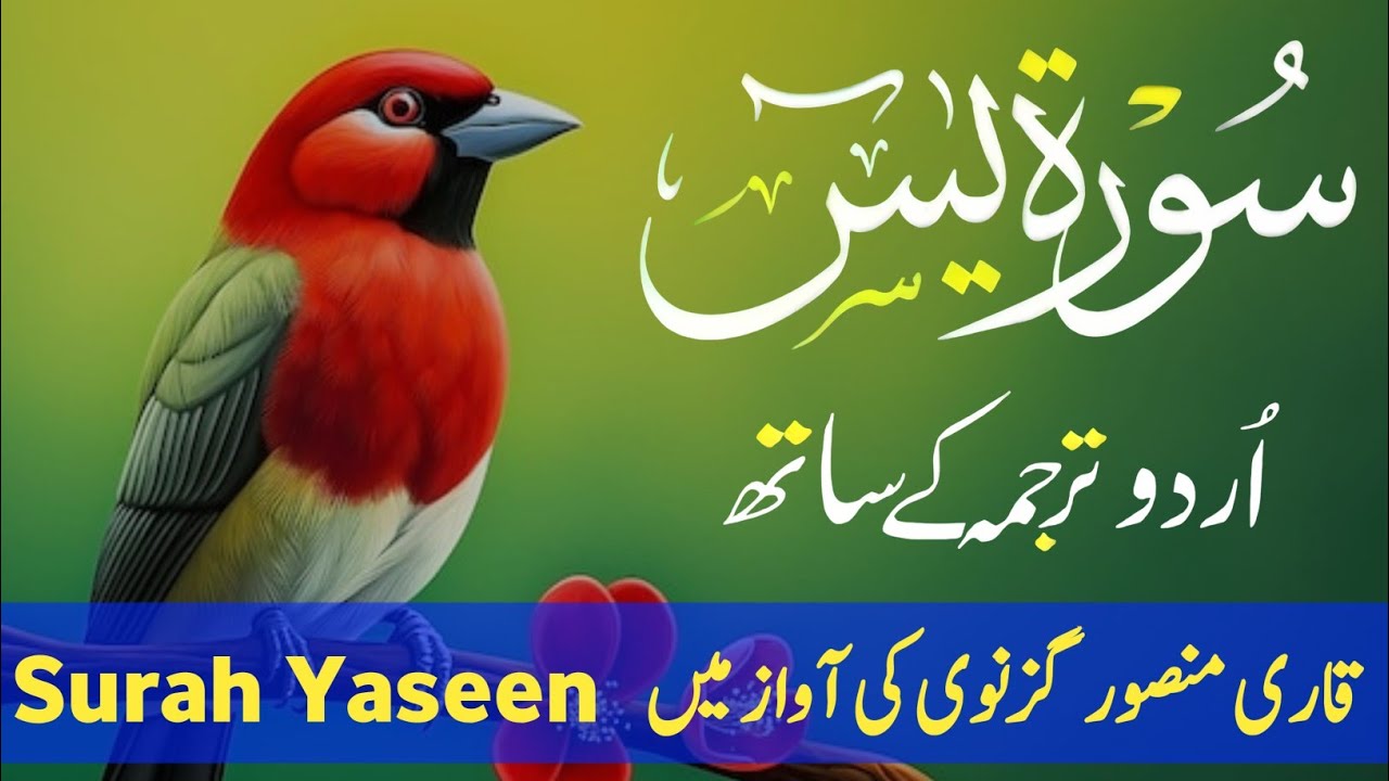 Surah Yaseen With Urdu Translation By Qari Mansoor Ghaznawi I Urdu And Hindi Tarjuma Episode 203