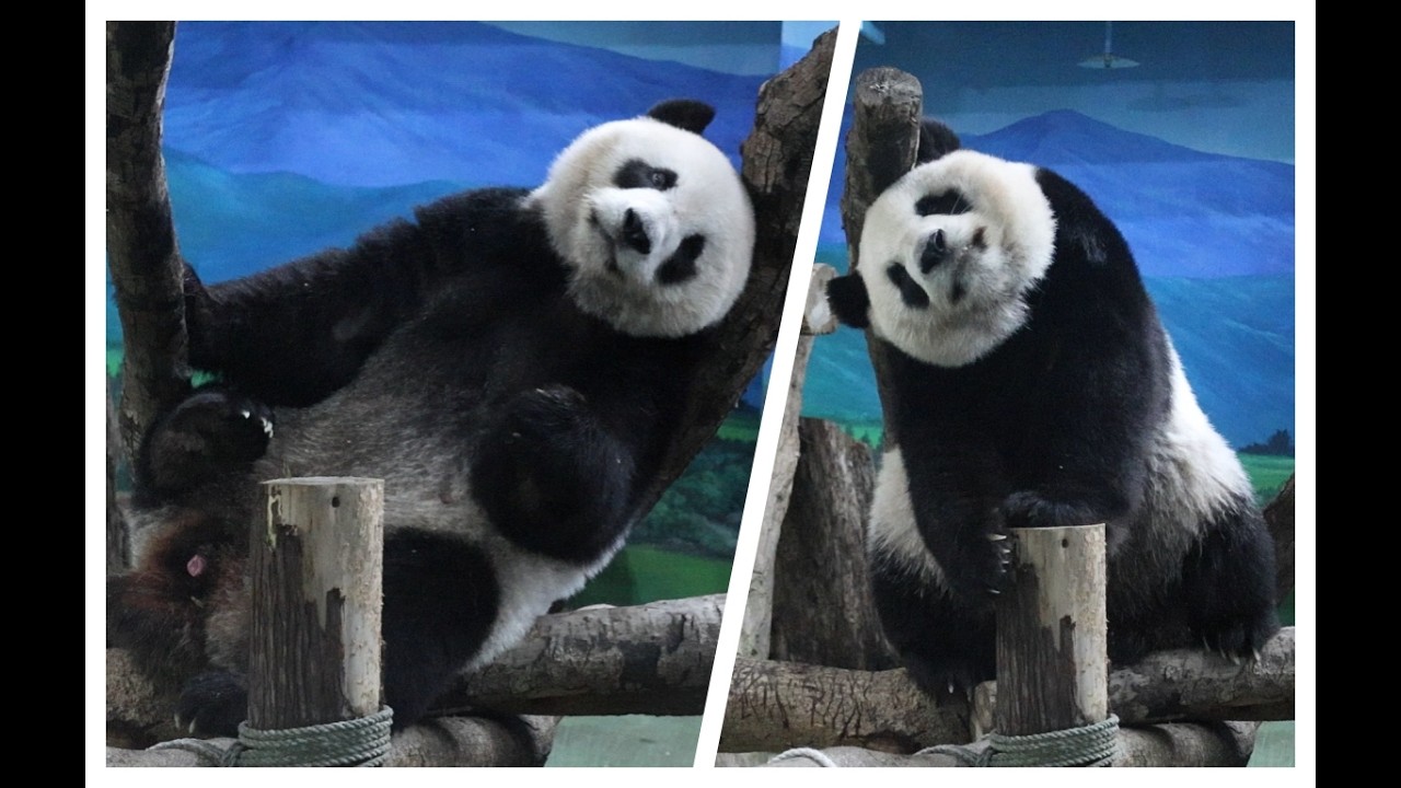 20260312 圓仔午餐吃一點 棲架磨蹭萌翻天 Giant Panda Yuan Zai