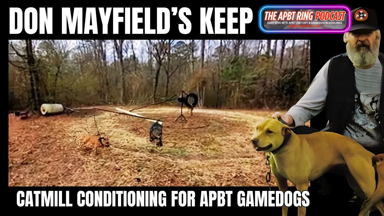 Game Dog Conditioning History: Don Mayfield’s Keep | The Legendary APBT Catmill Method