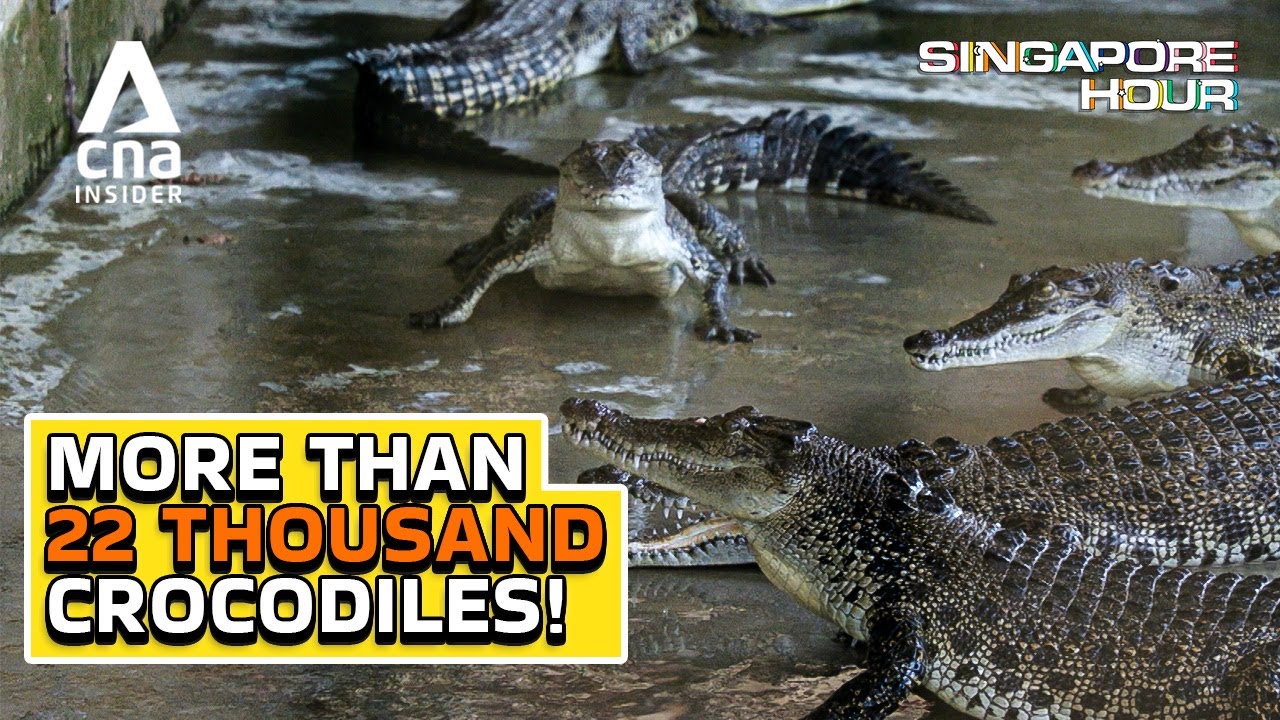 Inside Singapore's Last Crocodile Farm | Singapore Hour