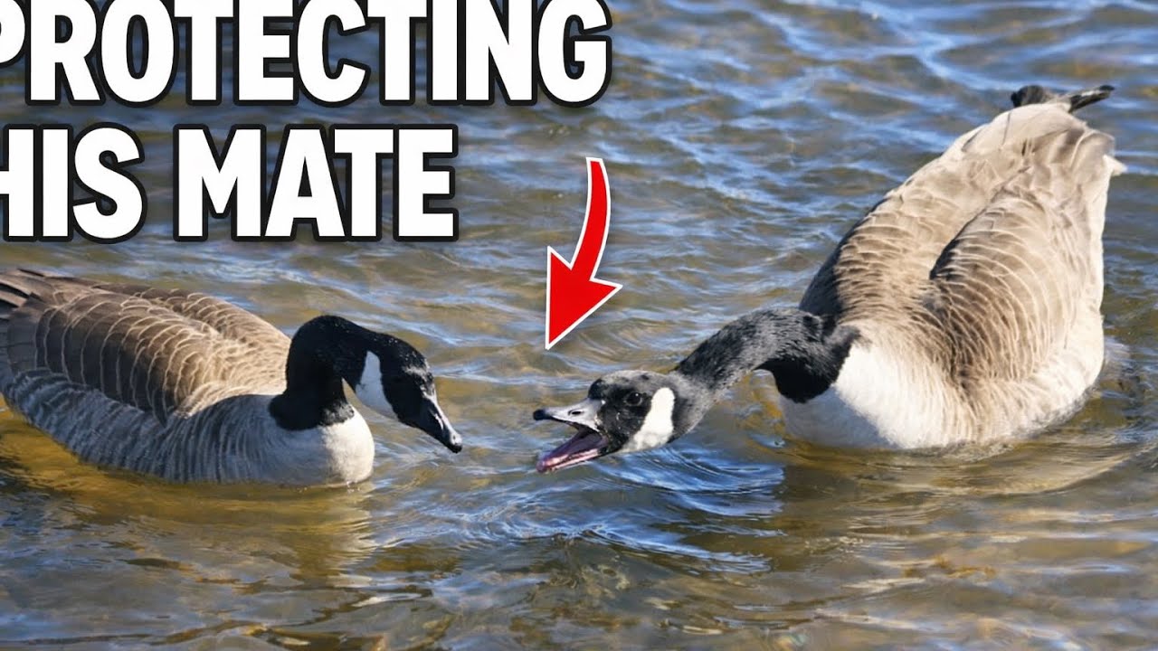Male Goose Protects His Mate the Entire Time | Real Goose Behavior (No Music)