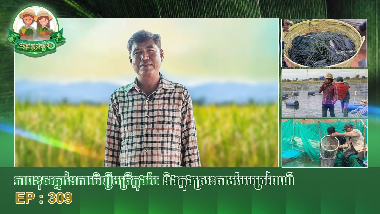 វឌ្ឍនភាពកសិករ​ ៖​​​​​​​​ ភាពខុសគ្នានៃការចិញ្ជឹមត្រីក្នុងបែនិងក្នុងស្រះតាមបែបប្រពៃណី