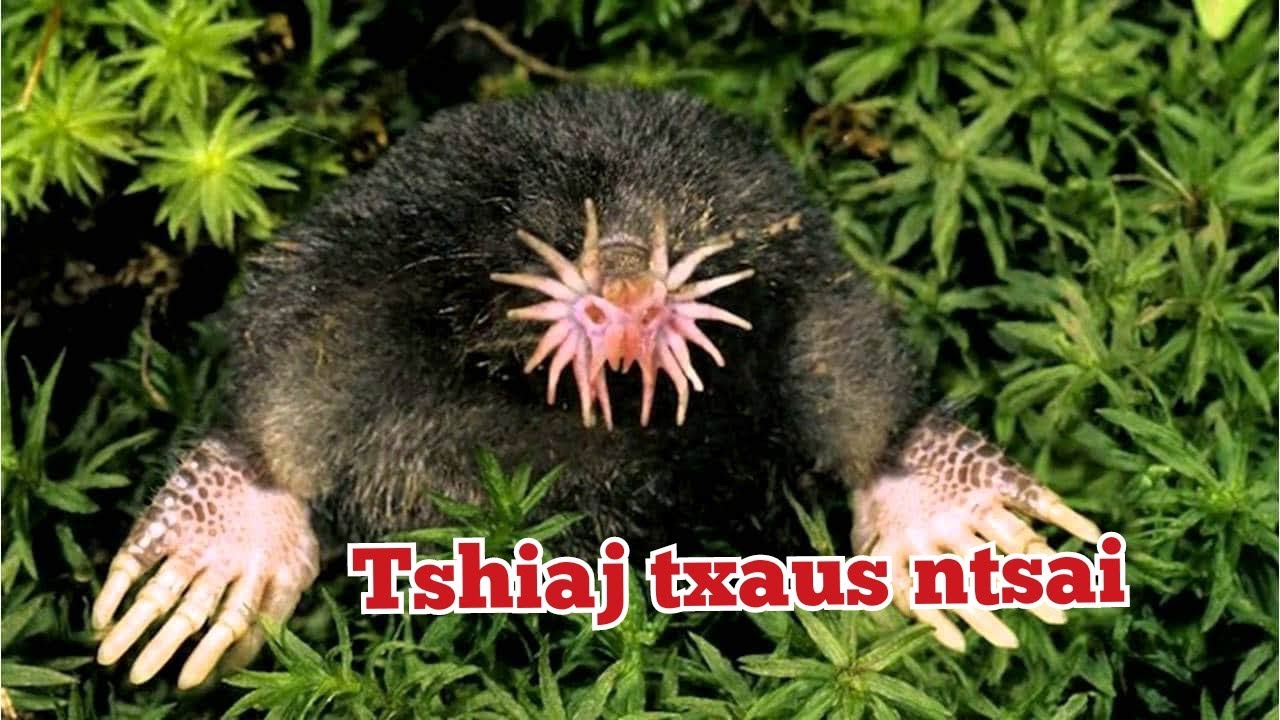 Cov tsiaj ua txaus ntshais tshaj plaw hauv qab ntuj /Top dangerous animals should be avoid