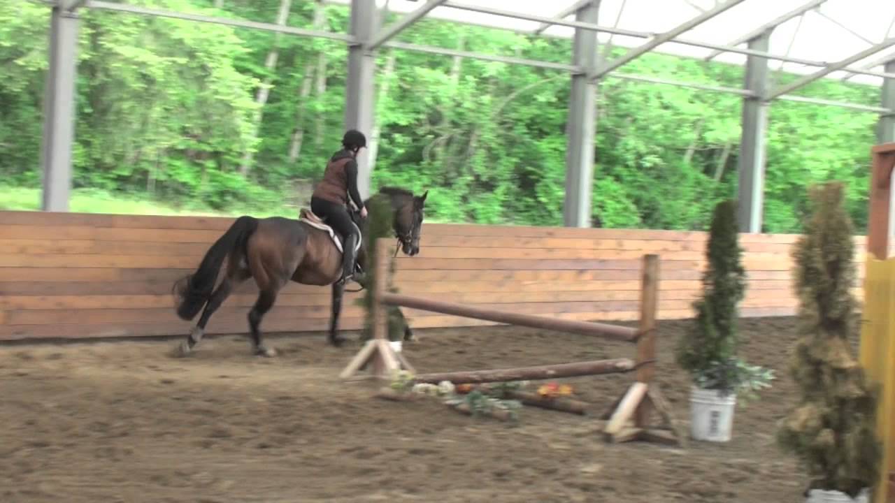 Bella- Lovely All Around Horse for Sale