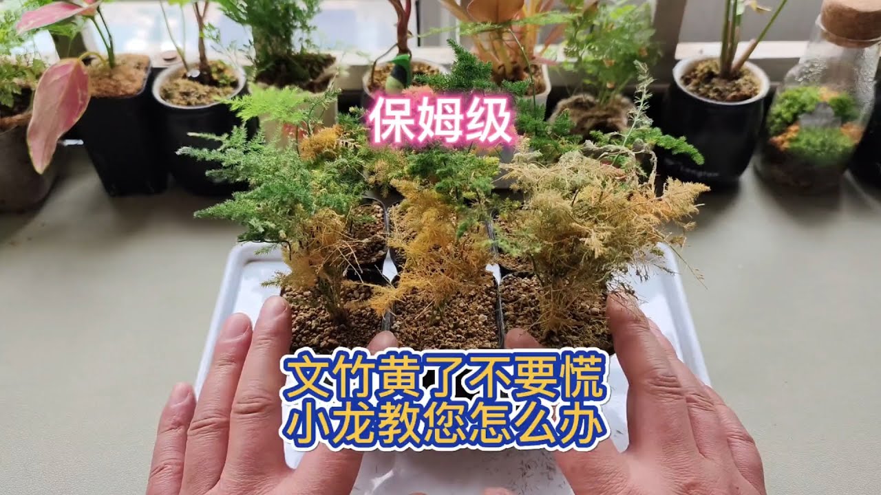 文竹黄了不要慌小龙教您怎么办#文竹 #种植小技巧 #花卉绿植Wenzhu has turned yellow. Don't panic, let me teach you what to do